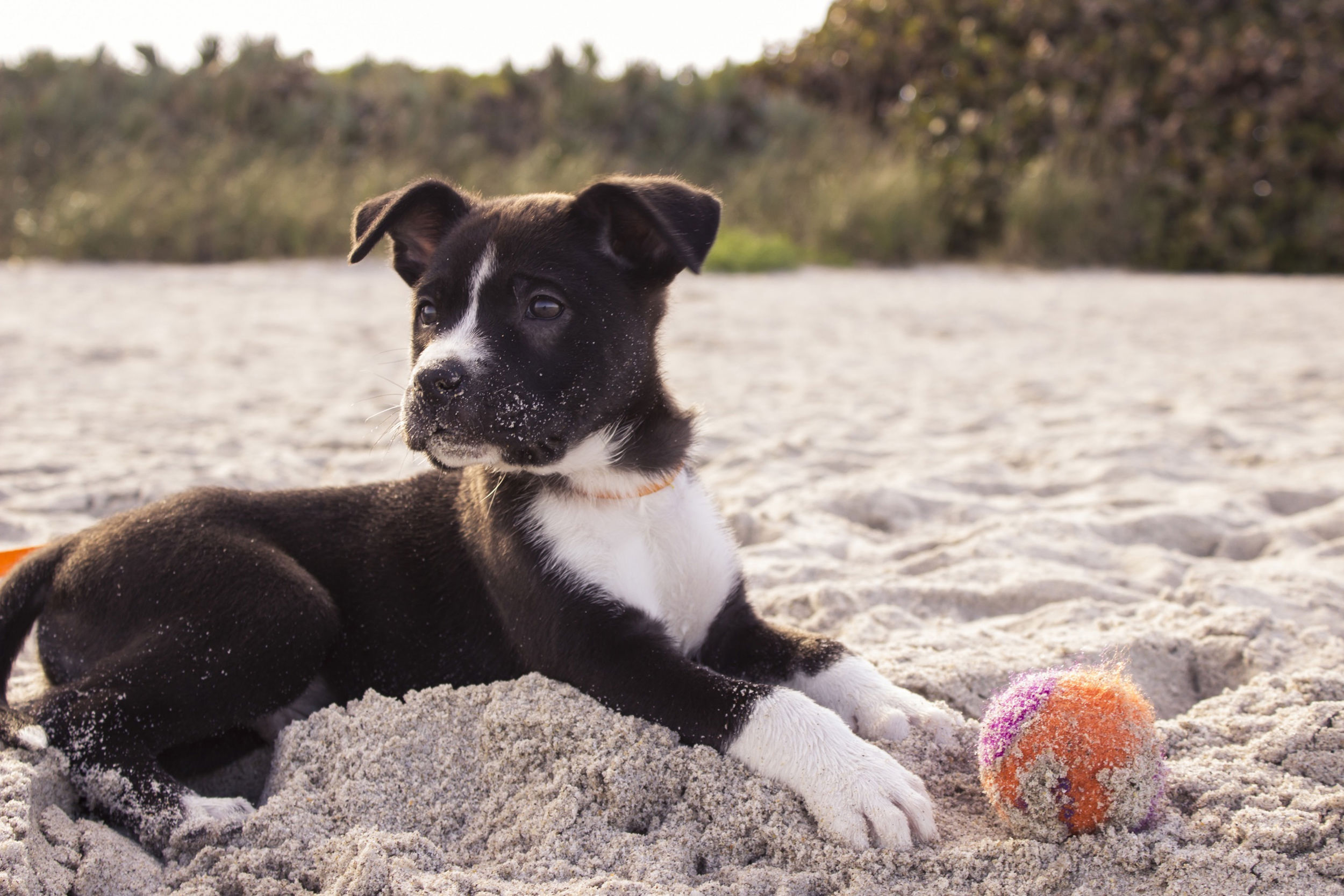 are dogs allowed at cable bay